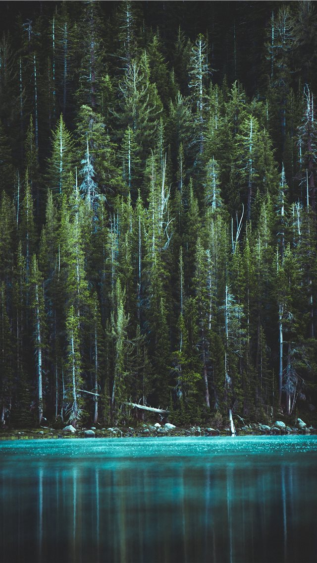 640x1136 Woods -  iPhone Wallpaper