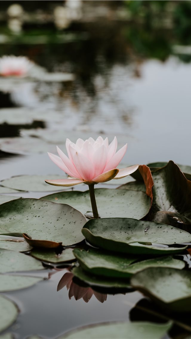 640x1136 Calm Summer Rain - leaf iPhone Wallpaper