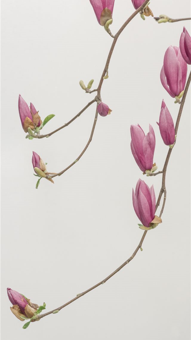 640x1136 solid color background - pure iPhone Wallpaper
