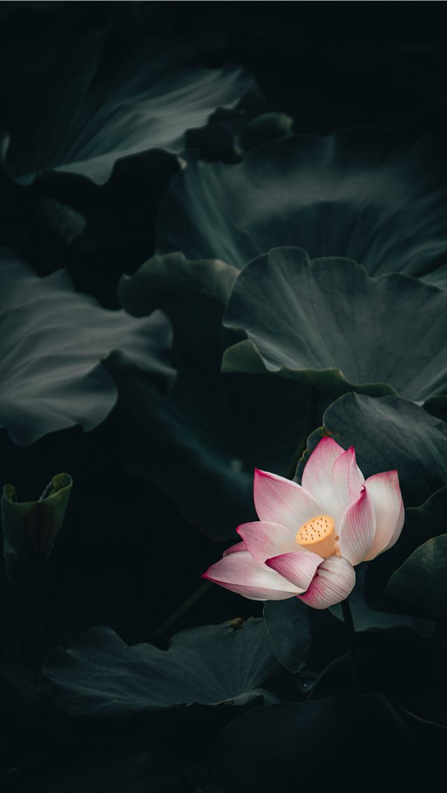 Lotus iPhone wallpaper 