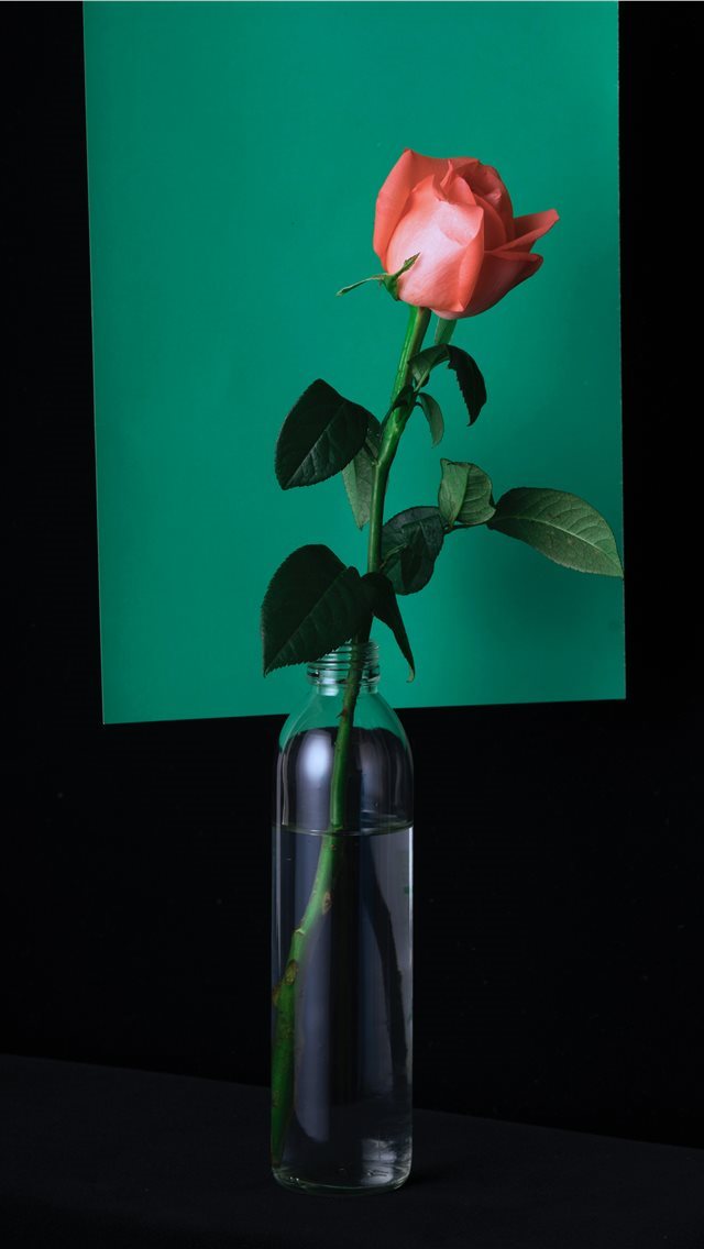 640x1136 vase - pink rose iPhone Wallpaper