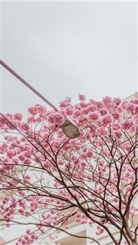 Rose trees wallpaper