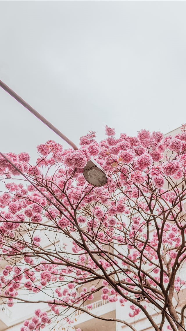 640x1136 Rose trees - sidewalk iPhone Wallpaper