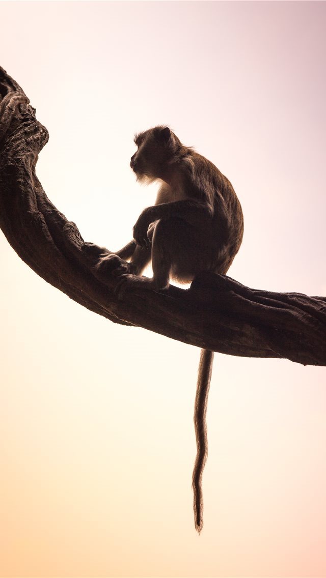 640x1136 long tailed macaque - monkey iPhone Wallpaper