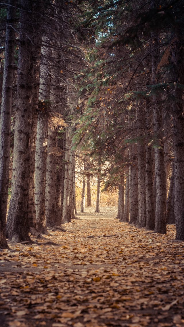 640x1136 Autum - outdoor iPhone Wallpaper