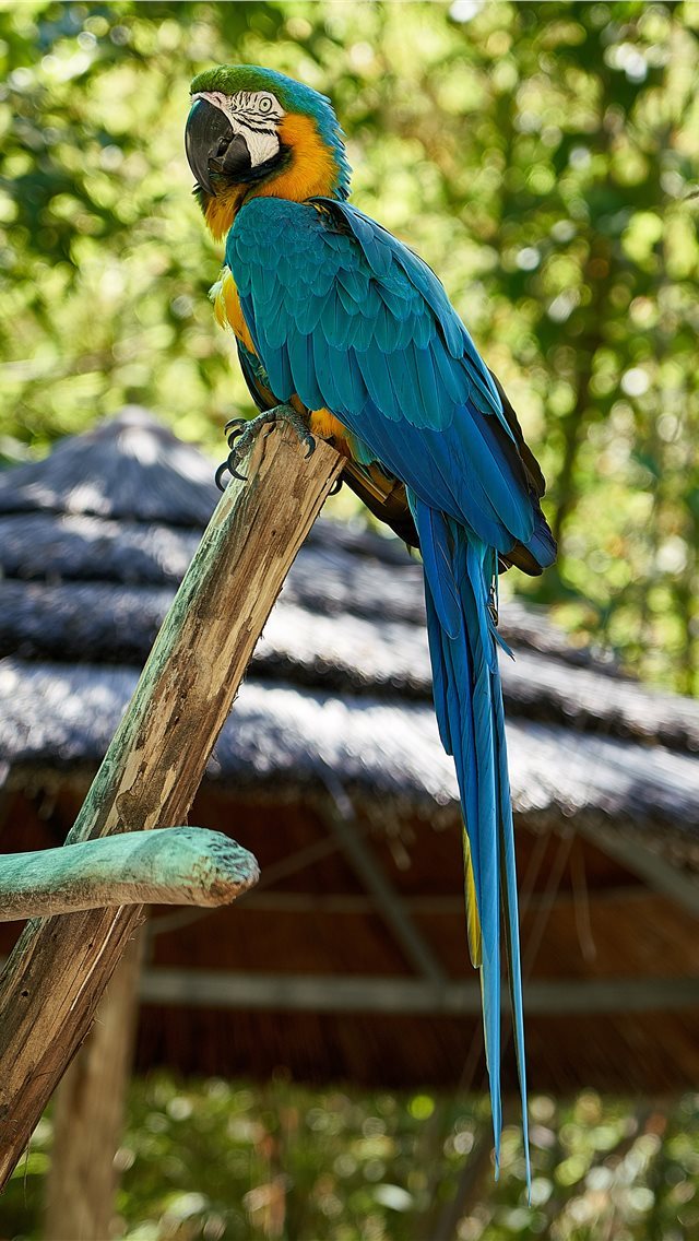 640x1136 Parrot - feather iPhone Wallpaper
