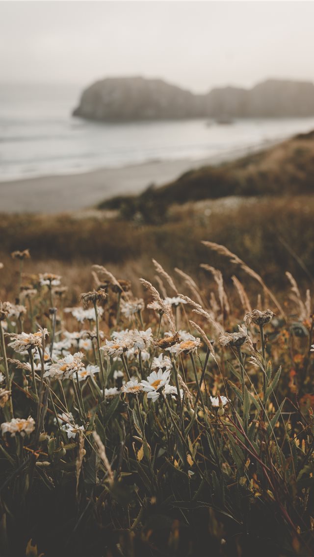 Flowers at the Beach iPhone wallpaper 