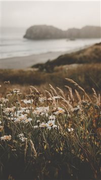 Flowers at the Beach wallpaper