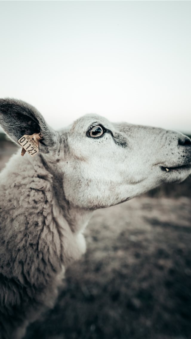 640x1136 Emy the sheep - sheep iPhone Wallpaper