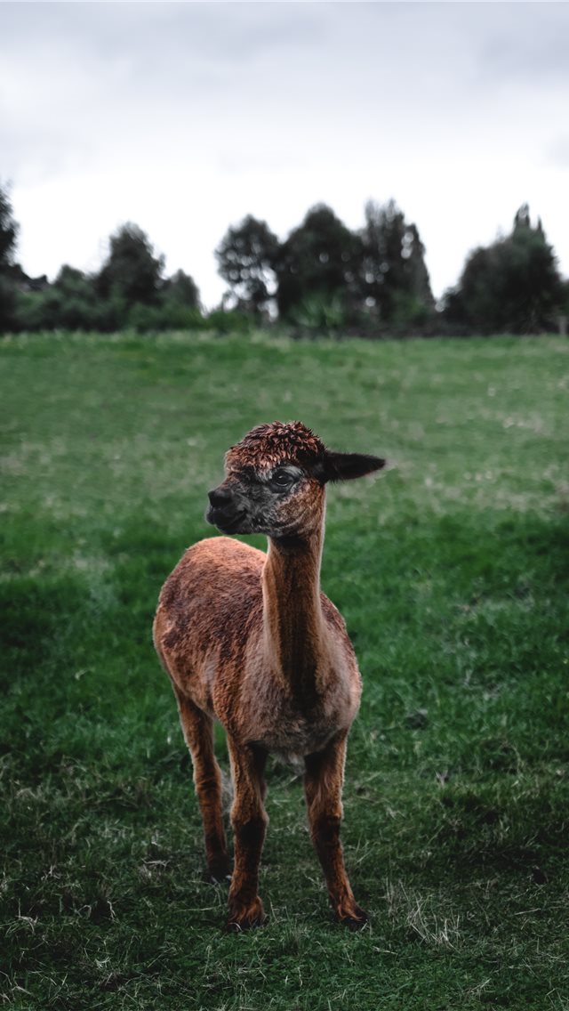 640x1136 Llama - eye iPhone Wallpaper
