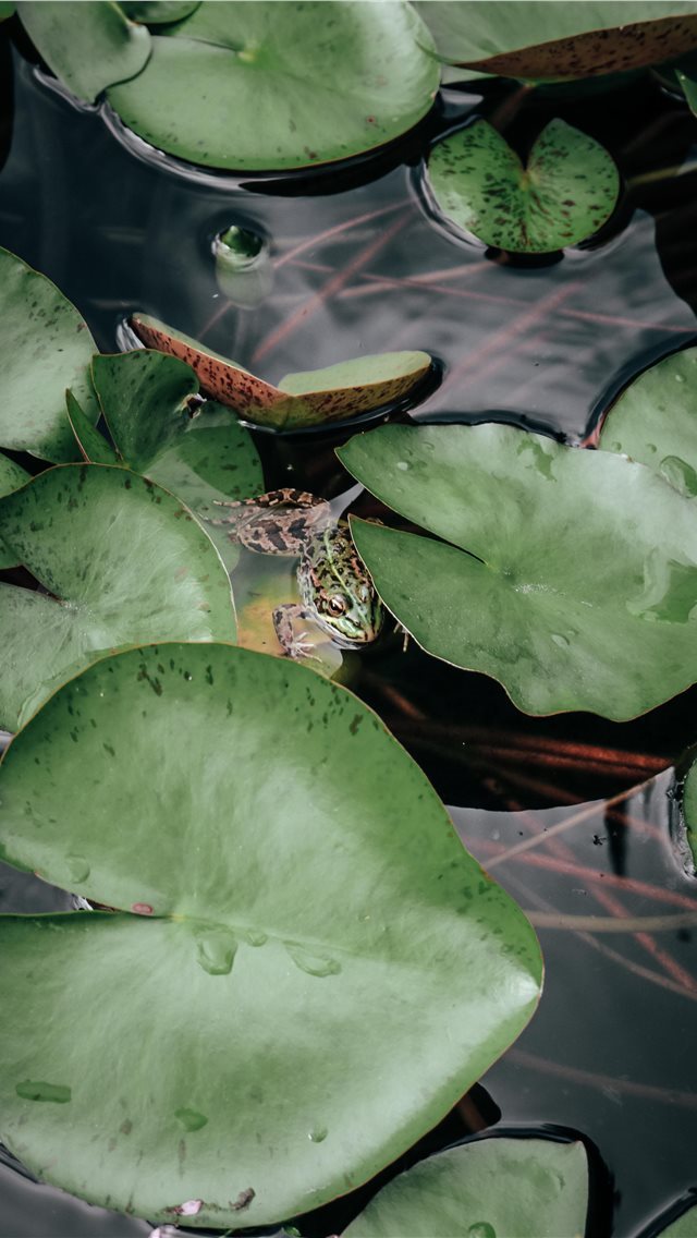 640x1136 Hidden in the green - green iPhone Wallpaper