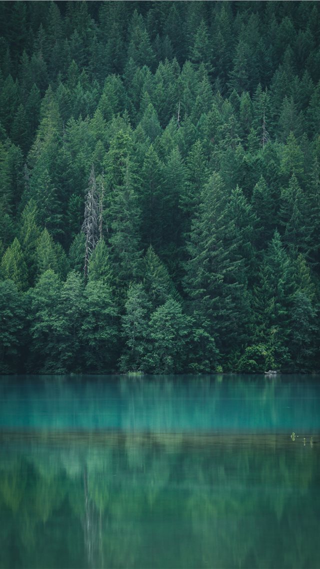 640x1136 Forest reflection at Diablo Lake - woodland iPhone Wallpaper