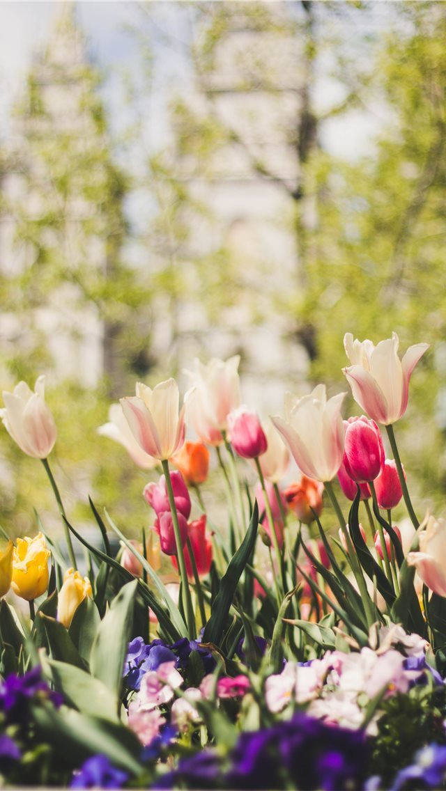 640x1136 Temple Square in Spring - blossom iPhone Wallpaper