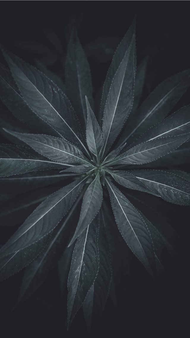 640x1136 Symmetry - plant iPhone Wallpaper