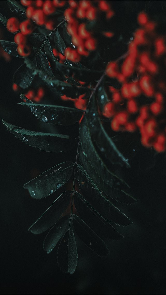 640x1136 Rowan ash - plant iPhone Wallpaper