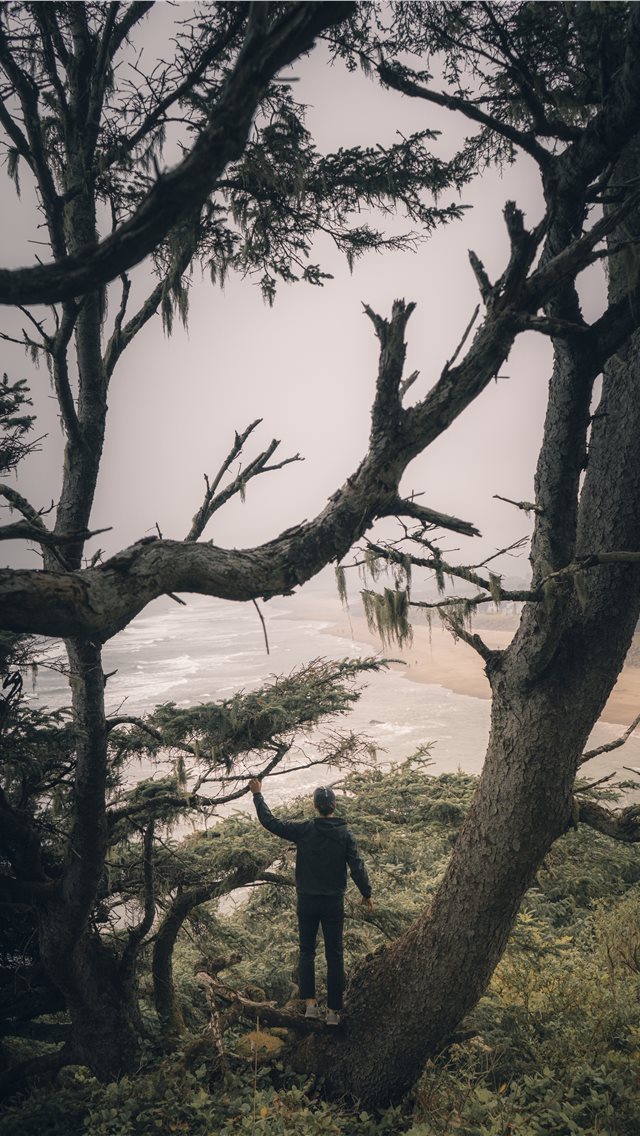 640x1136 Neskowin  United States - branch iPhone Wallpaper