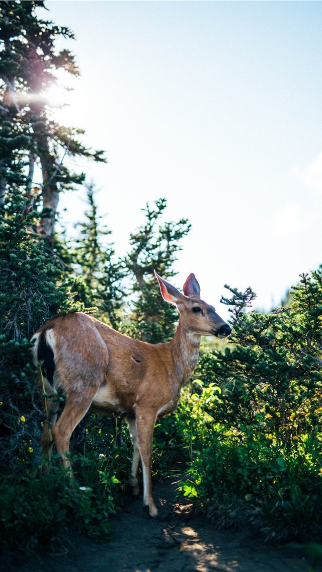 640x1136 deer - deer iPhone Wallpaper