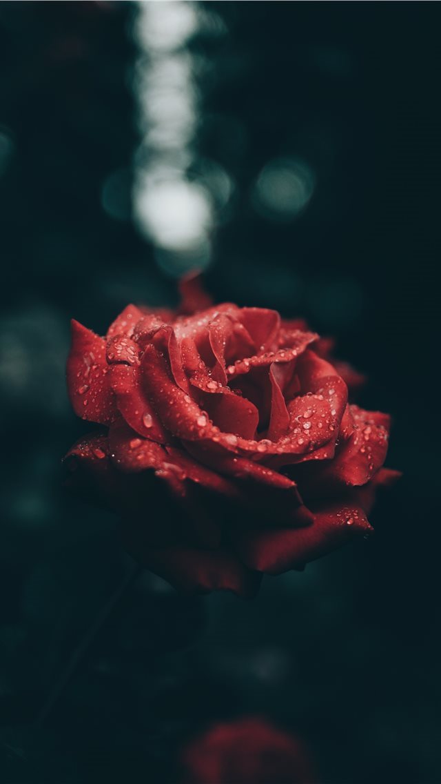 640x1136 Rose and raindrops - moody iPhone Wallpaper