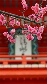 kiyomizu temple in a early morning wallpaper