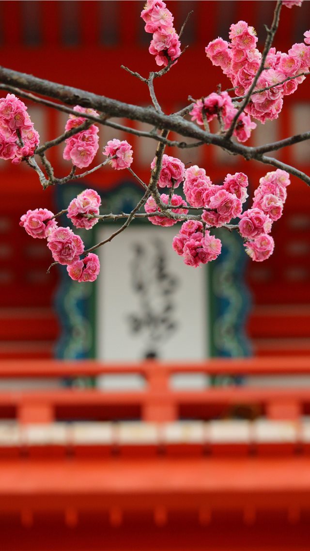 640x1136 kiyomizu temple in a early morning - bloom iPhone Wallpaper