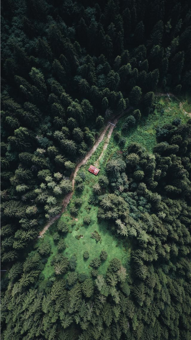640x1136 Cabin - pine tree iPhone Wallpaper