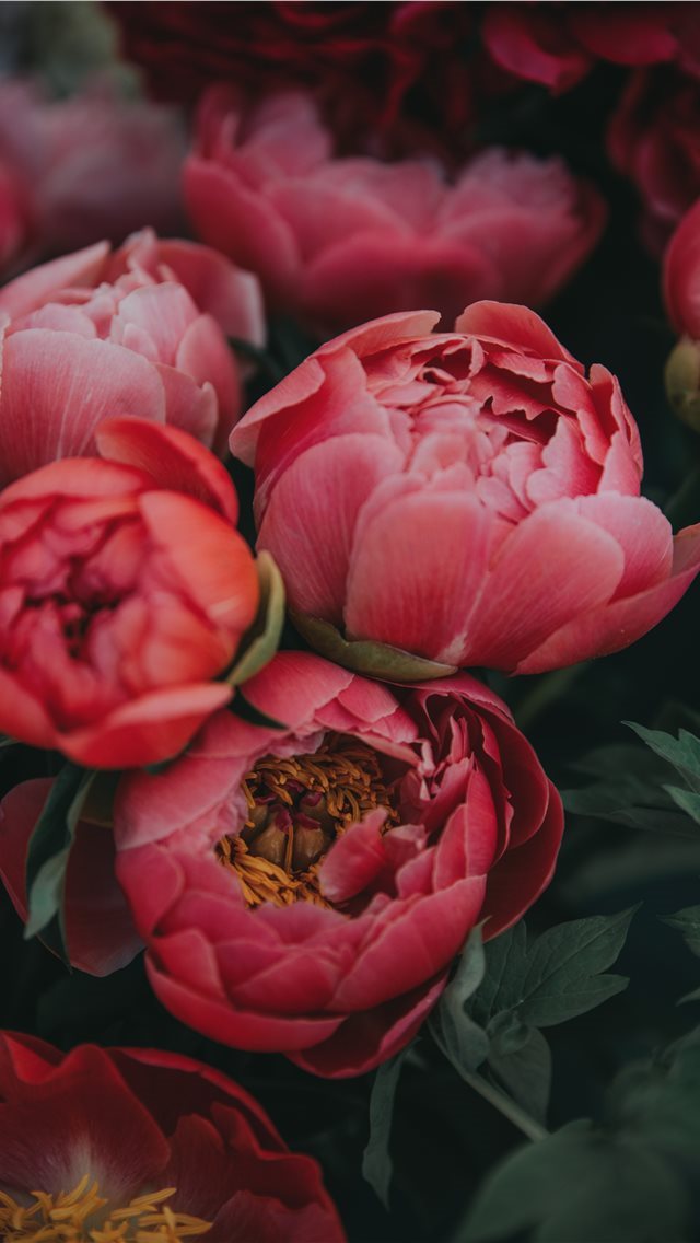 640x1136 flower - pink iPhone Wallpaper