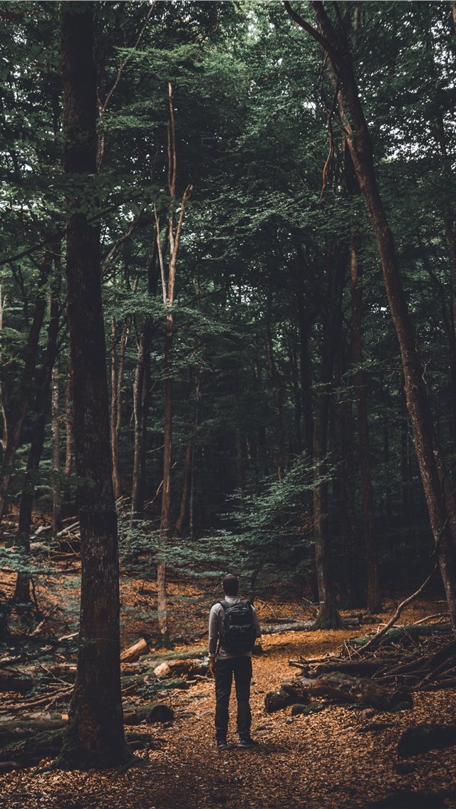 640x1136 The beech forest - sweden iPhone Wallpaper