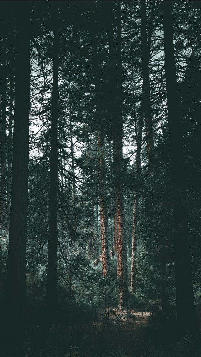 640x1136 Yosemite wilderness - moody iPhone Wallpaper