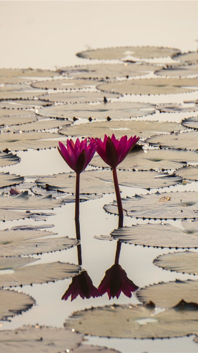 640x1136 Pair Of Flowers At Angkor Wat -  iPhone Wallpaper