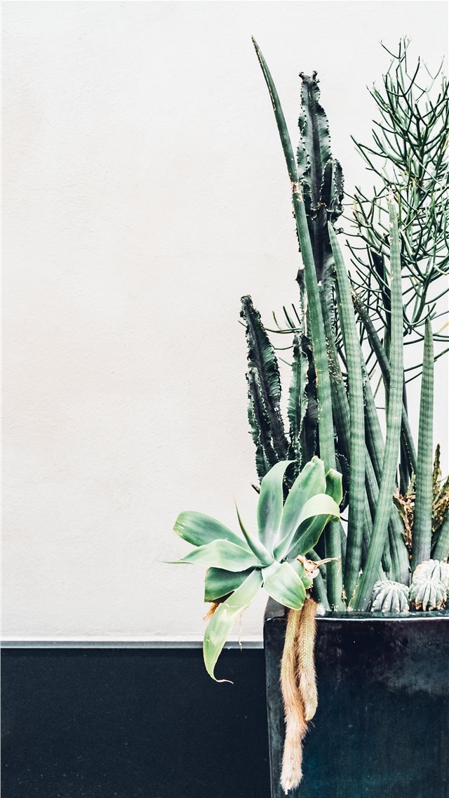 640x1136 City Cacti - plant iPhone Wallpaper