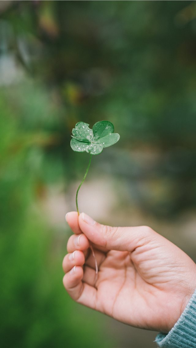 640x1136 leaf - hand iPhone Wallpaper