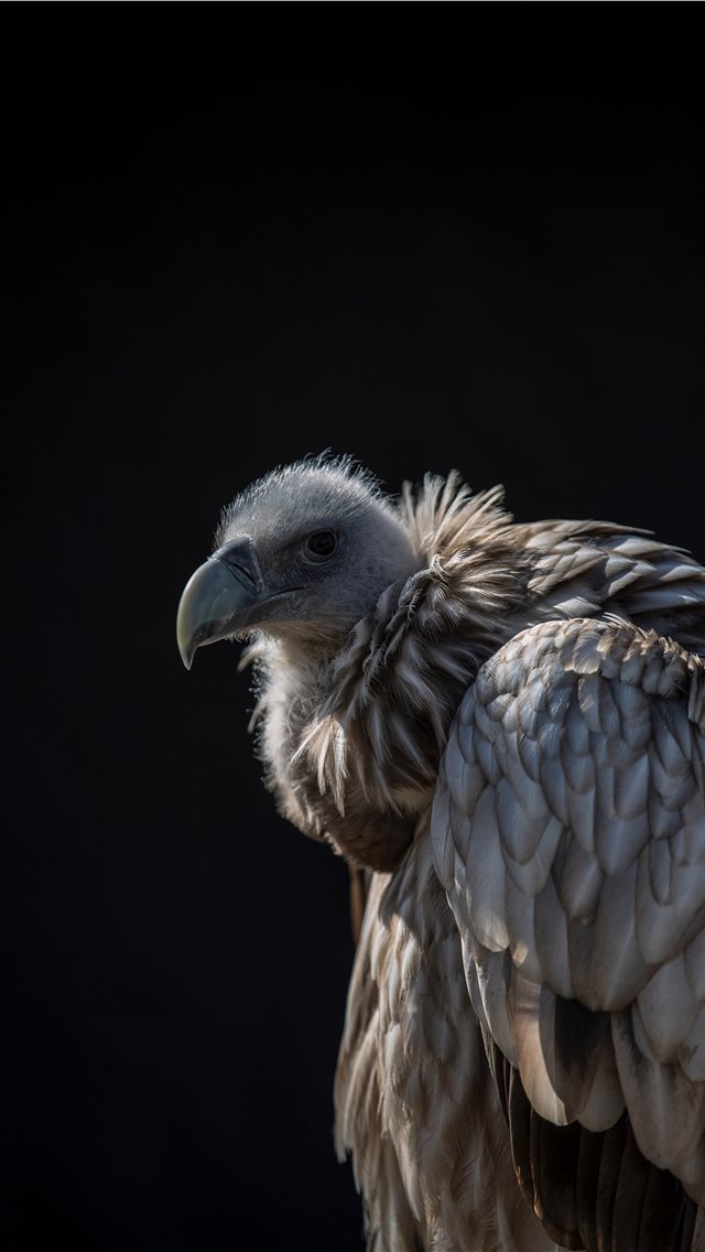 640x1136 bird - wing iPhone Wallpaper