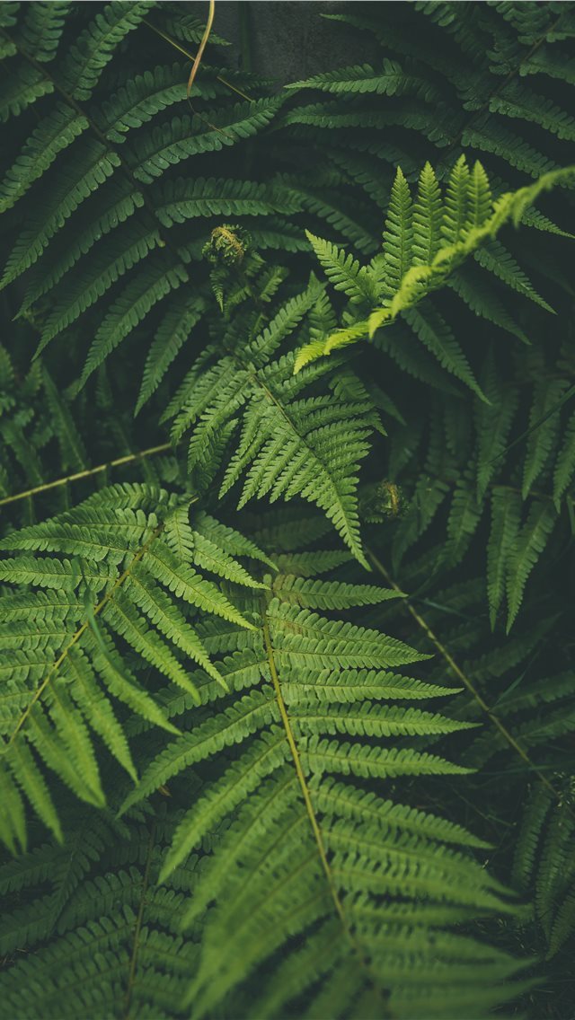 640x1136 outdoor - moody iPhone Wallpaper