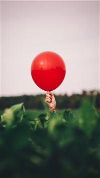 Biggest Tomato in the Field! wallpaper