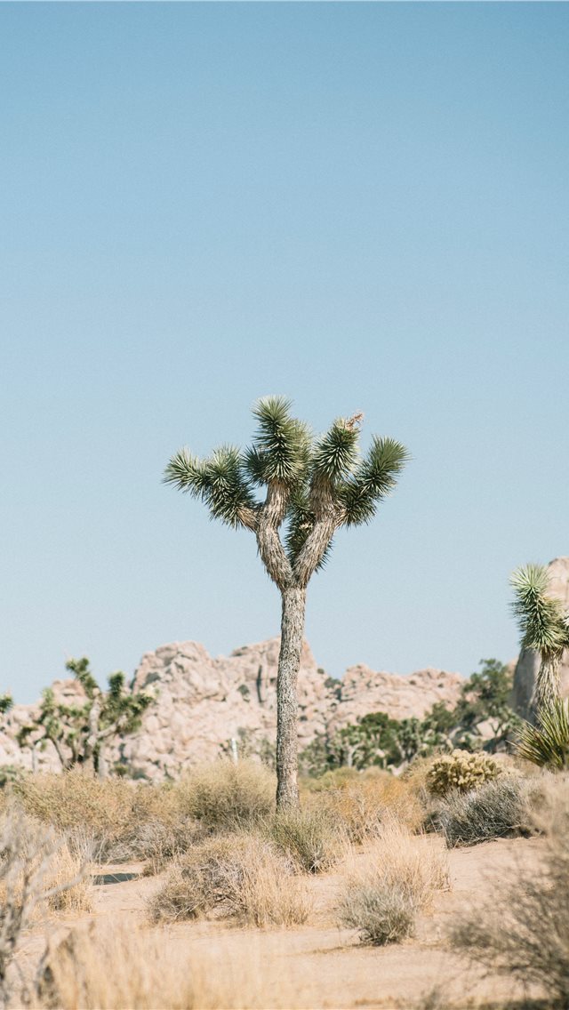640x1136 Joshua Tree National Park  United States - desert iPhone Wallpaper