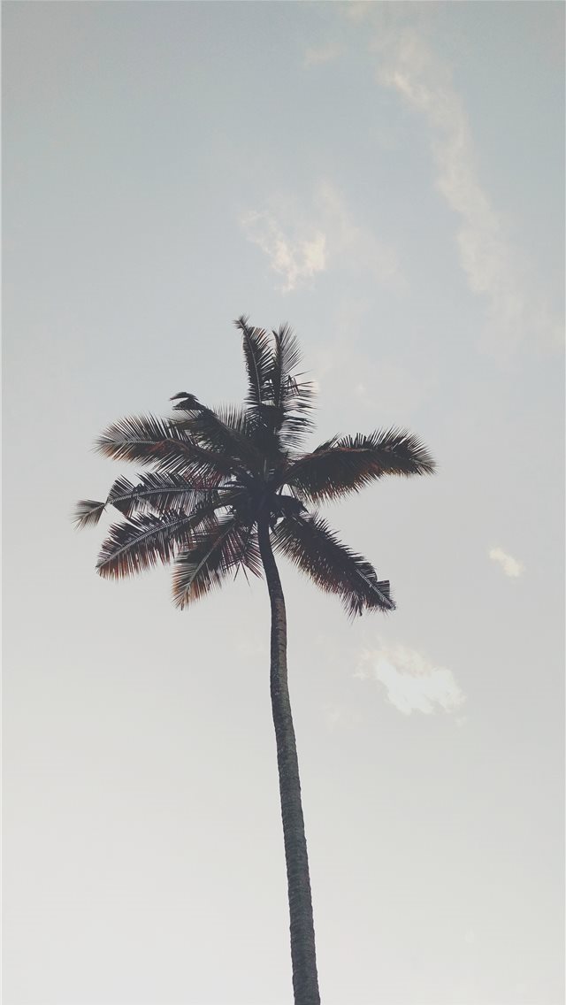 640x1136 tree - palm iPhone Wallpaper