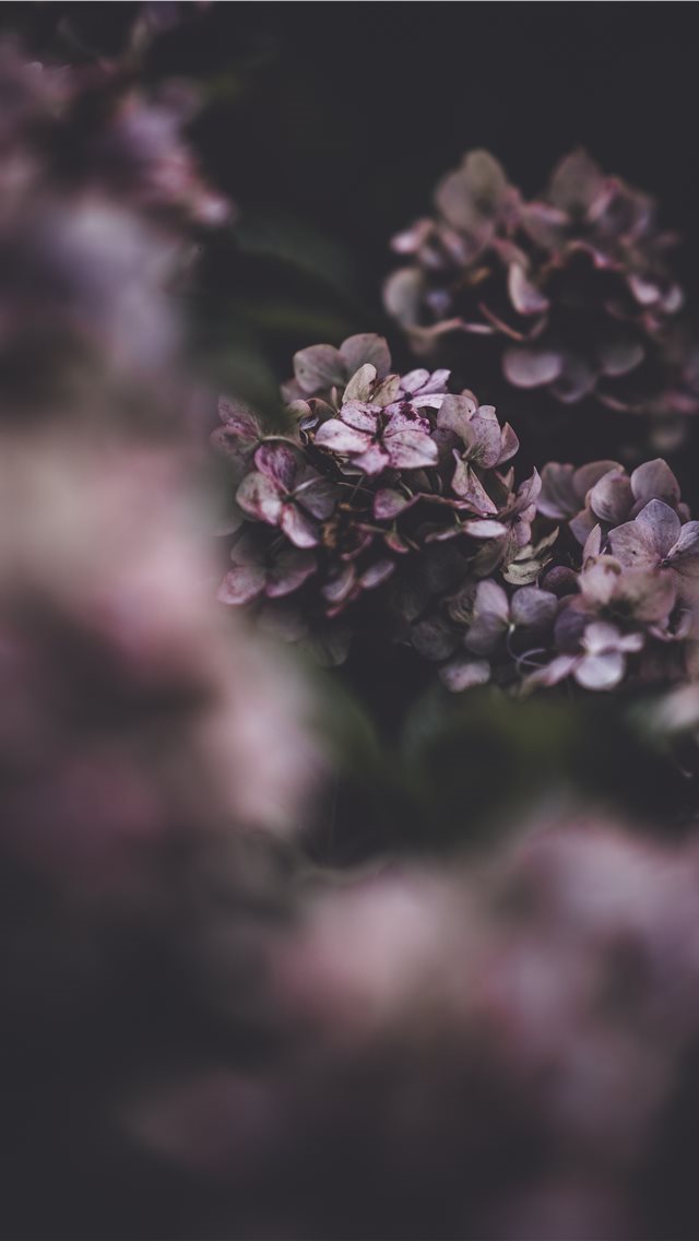 640x1136 Delicate hydrangea flower  fragility in nature - natural iPhone Wallpaper