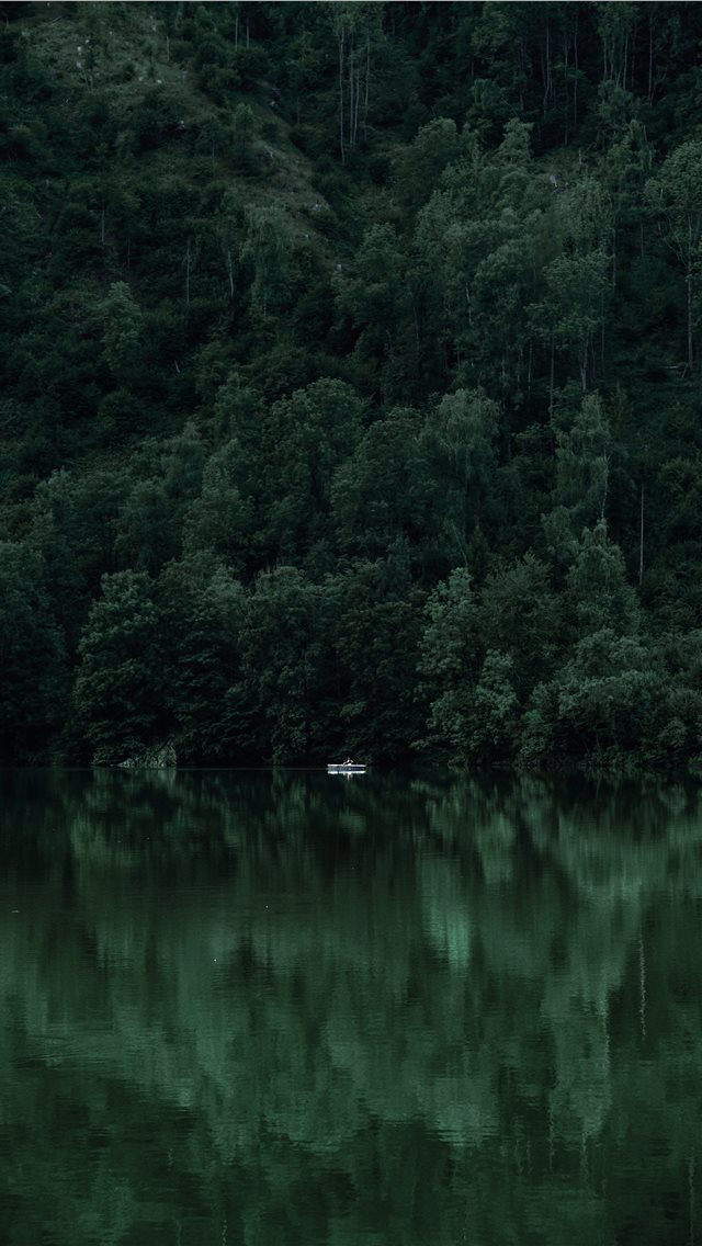 640x1136 Nothing to Hide - forest iPhone Wallpaper