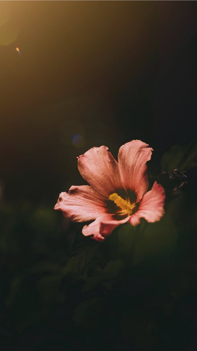 640x1136 Serbia - macro iPhone Wallpaper