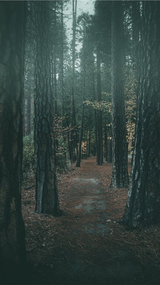 640x1136 Foggy walk in Yosemite - path iPhone Wallpaper
