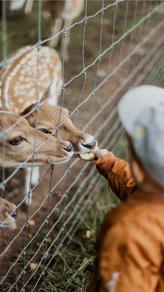 640x1136 Latvia - deer iPhone Wallpaper