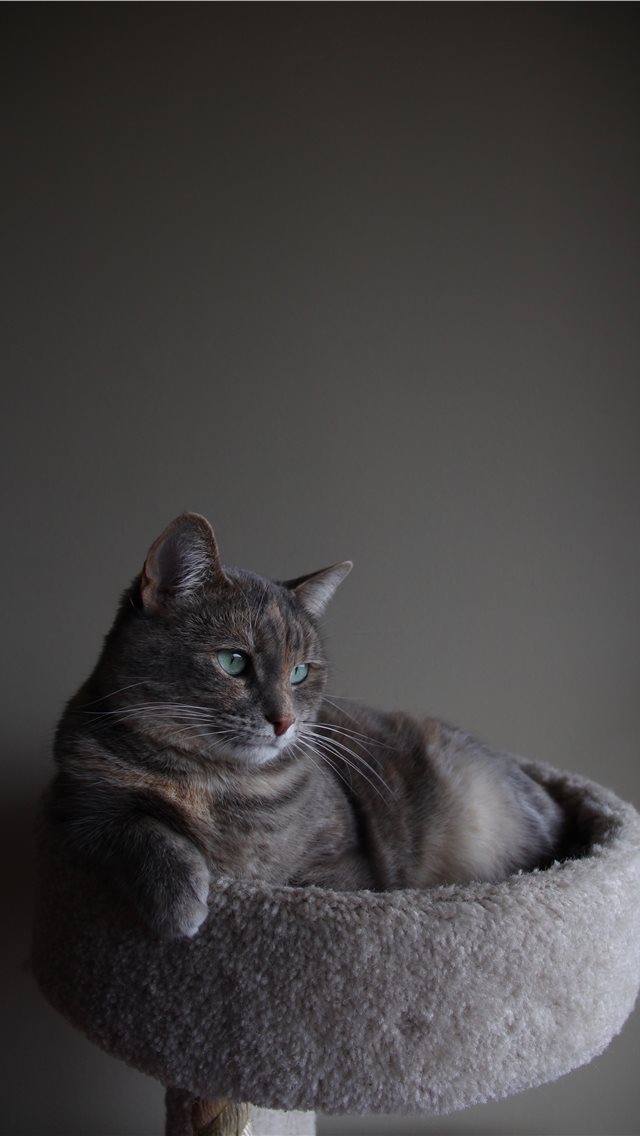 640x1136 In her natural environment - cat iPhone Wallpaper
