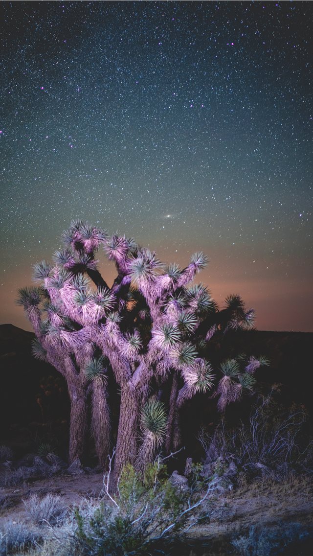 640x1136 Desert Nights - neon light iPhone Wallpaper