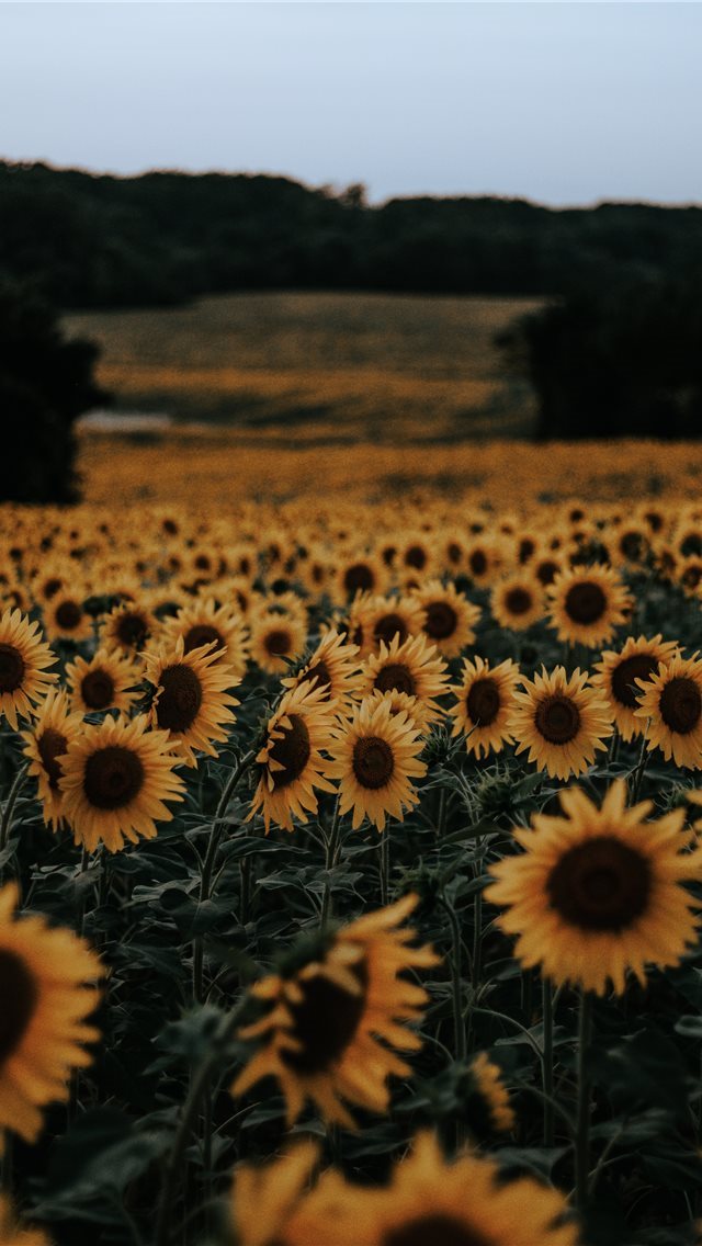 640x1136  color -  iPhone Wallpaper