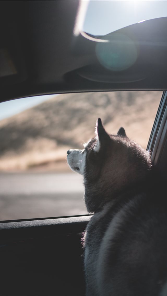 640x1136 dog - fur iPhone Wallpaper