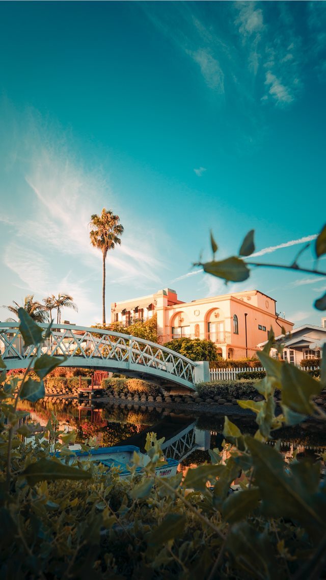640x1136 Venice in Wonderland - palm iPhone Wallpaper