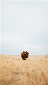 Bison Gaze wallpaper