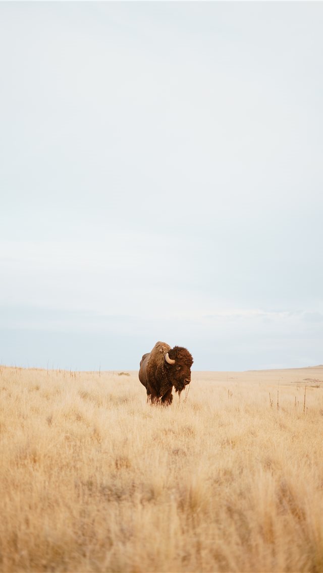 640x1136 Bison Gaze - buffalo iPhone Wallpaper