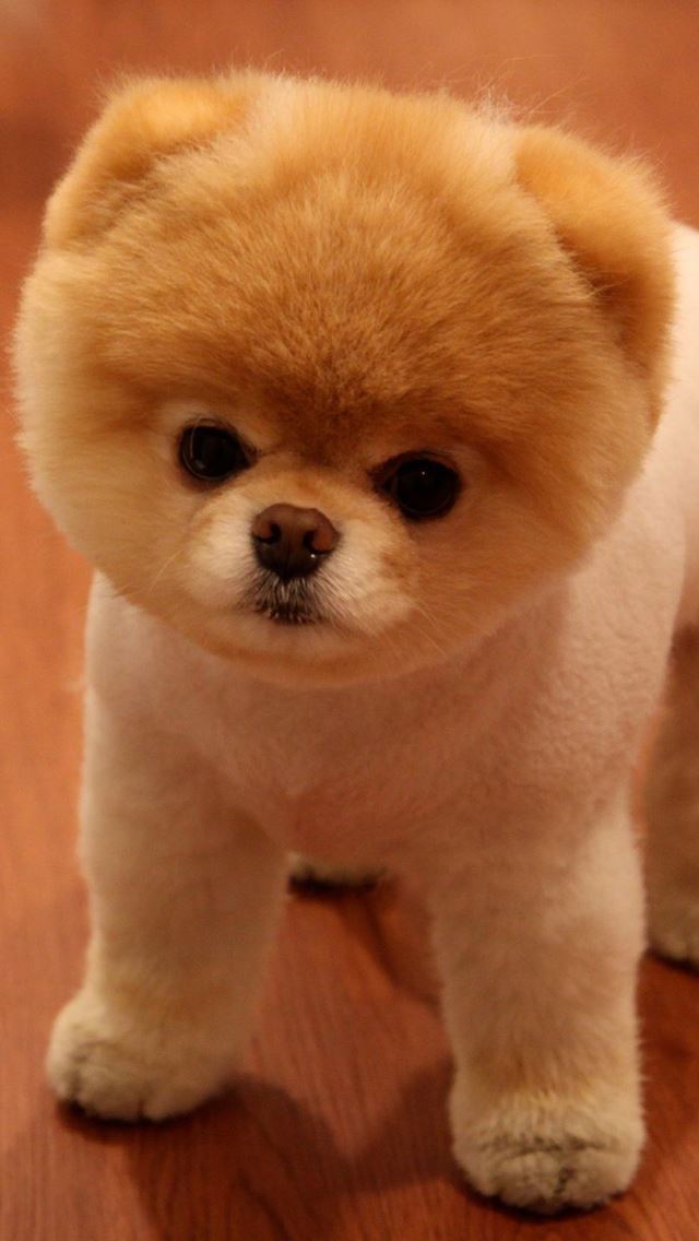 640x1136 Cute Pomeranian Dog -  iPhone Wallpaper