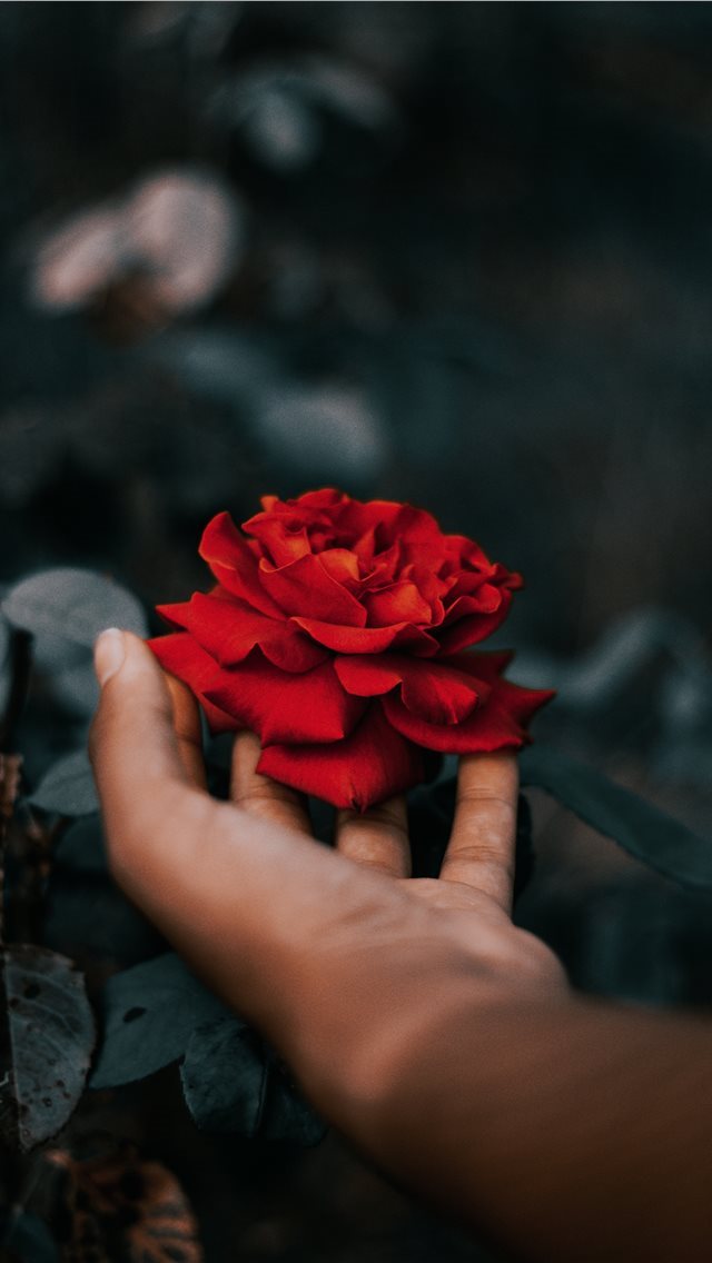 640x1136 rose - hand iPhone Wallpaper